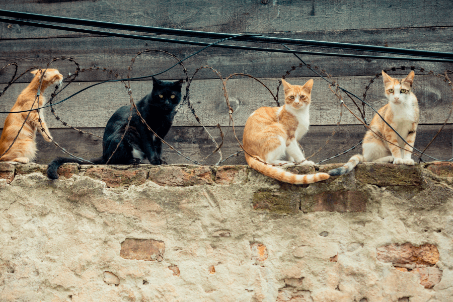 Stray Cats